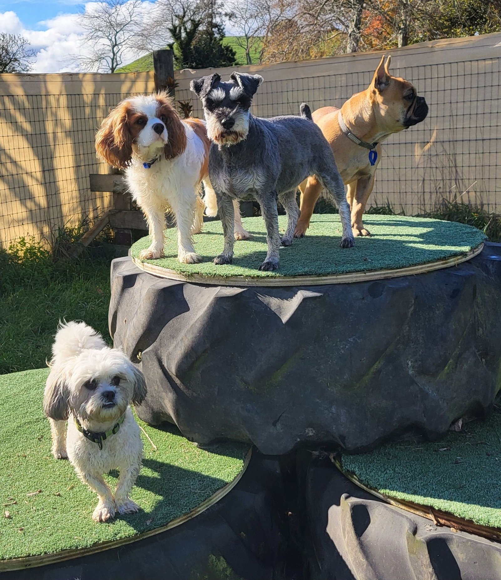 Group of happy dogs playing together at Mindfulpaws doggy daycare in Taranaki