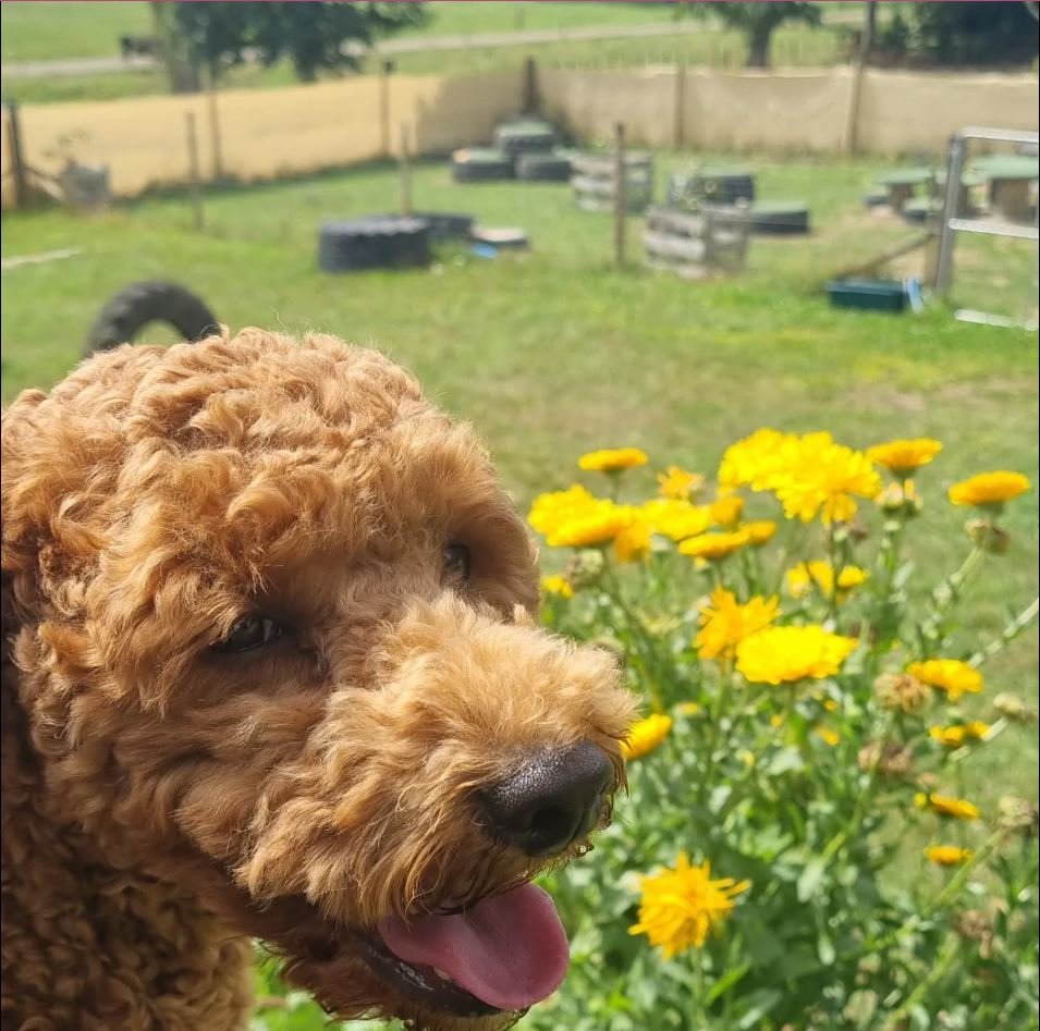 Dog enjoying the secure Mindfulpaws paddock with agility equipment in Taranaki